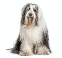 Bobtail. Foto por Envato.