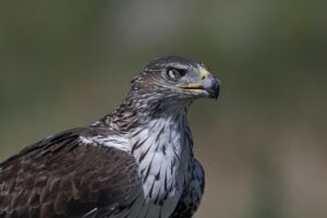 Bonellis eagle (Aquila fasciata)
