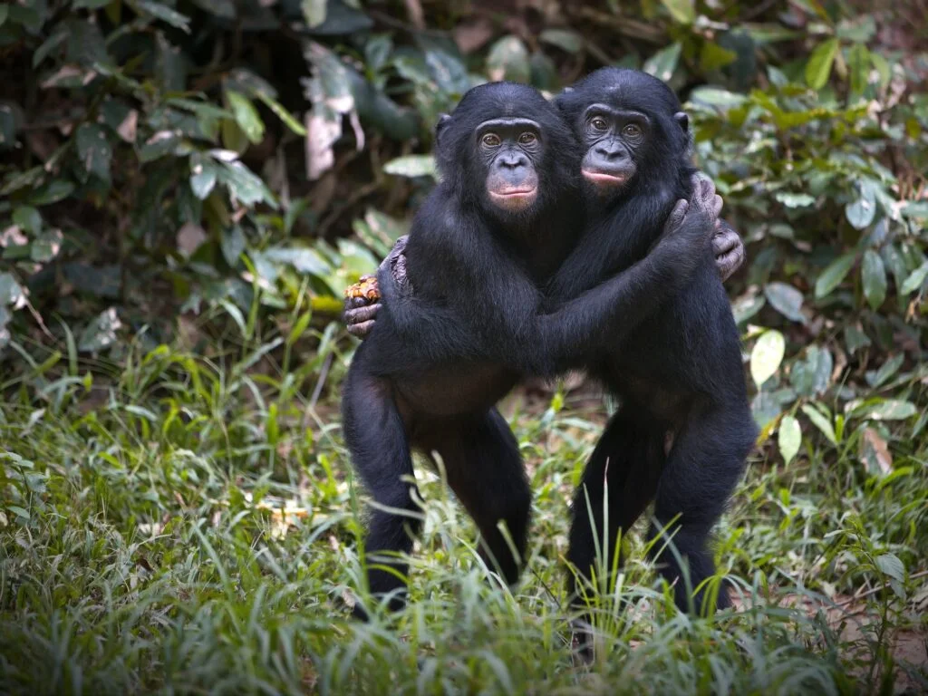 Bonobo chimpanzees hugging in the wilderness in Democratic Republic of the Congo
