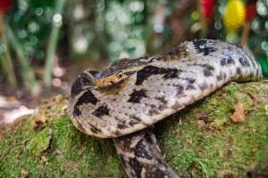 Serpiente Terciopelo. Foto por Envato.