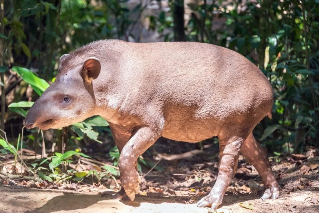 Brazilian Tapir Walking