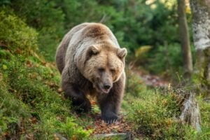 Brown bear in autumn forest