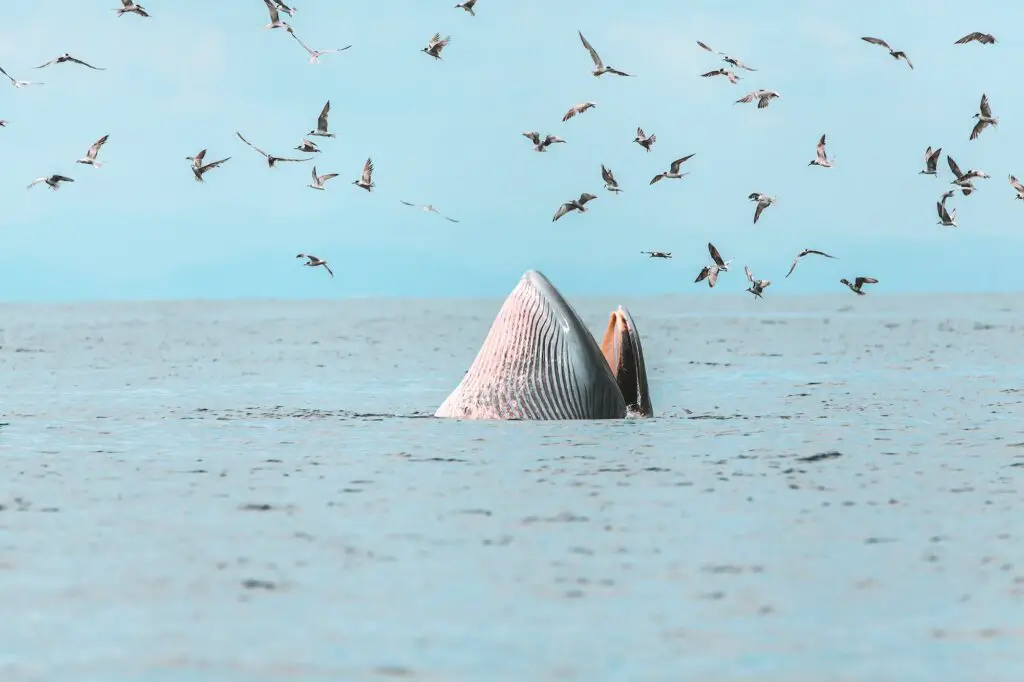 Bryde's whale, Eden's whale, Eating fish at gulf of Thailand