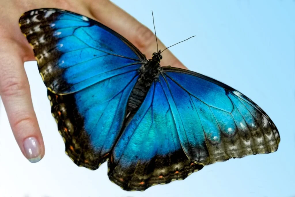 Butterfly Blue Morpho on a palm