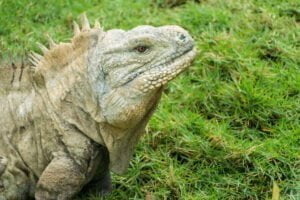 Animales en peligro de extinción en República Dominicana