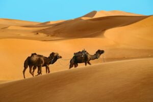 Camels in desert