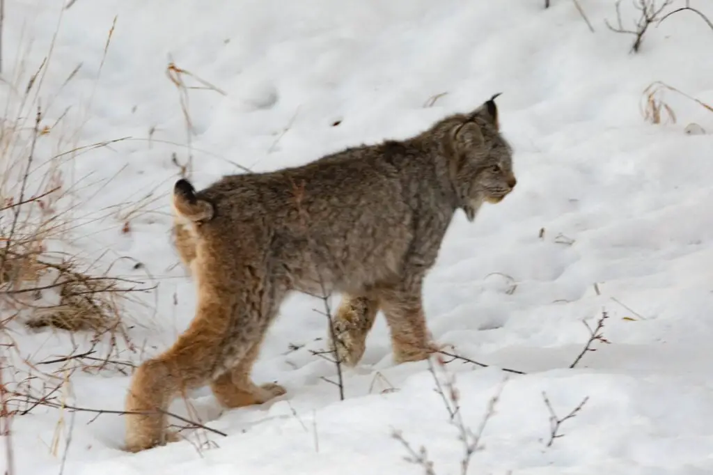 Canada Lynx Lynx canadensis hunting in winter snow