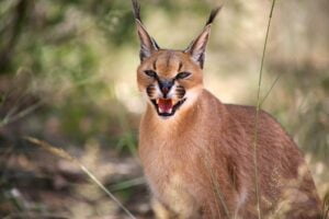 Caracal