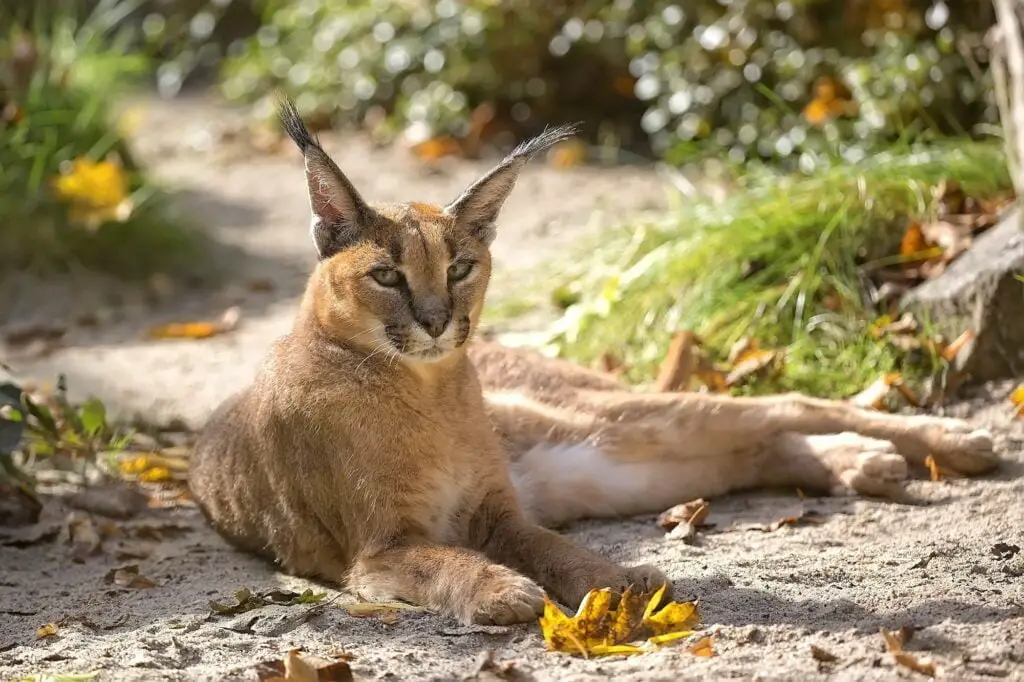 Caracal in the wild