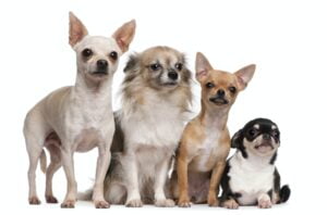 Chihuahua (2 years old), Chihuahua puppy (6 months old), Chihuahua (4 years old)