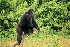Chimpancé. Foto por Envato.