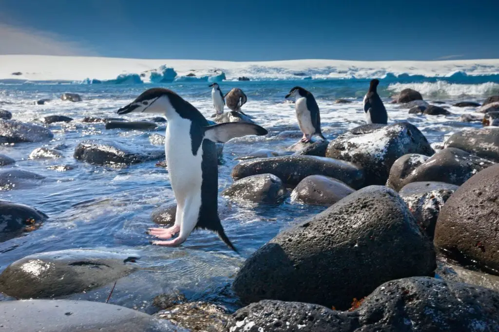 Chinstrap penguins, Penguin Island, Antarctica