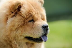 Chow Chow. foto por Envato.