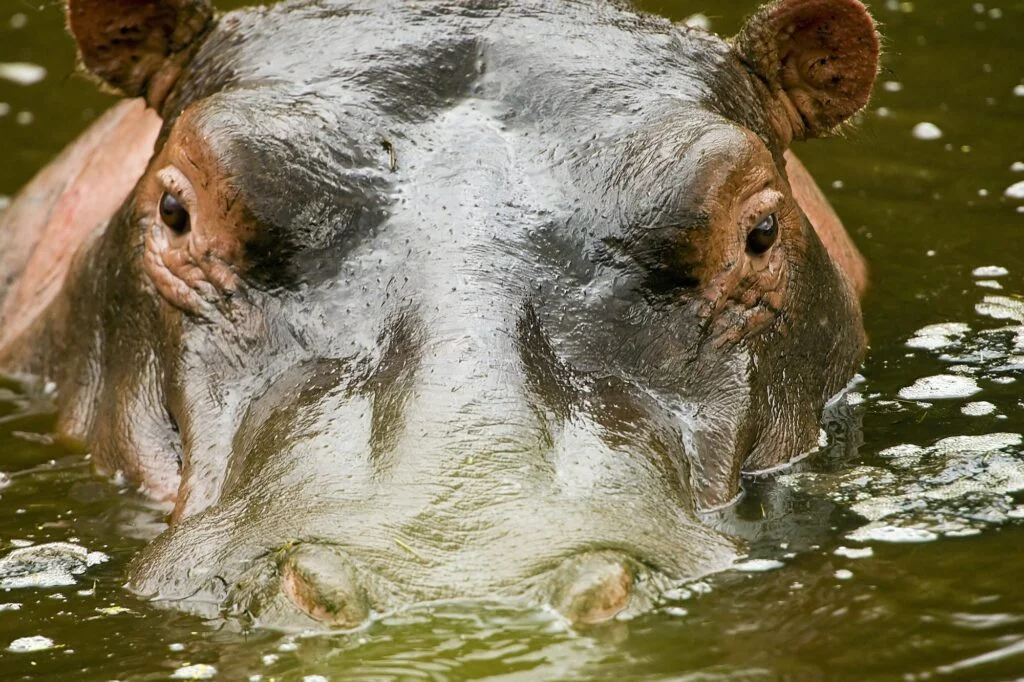 Hipopótamo. Foto por Envato
