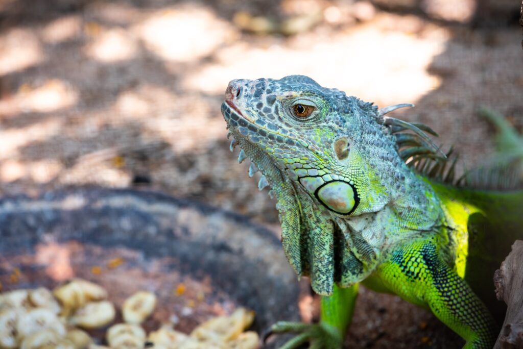 Iguana Verde. Foto por Envato.
