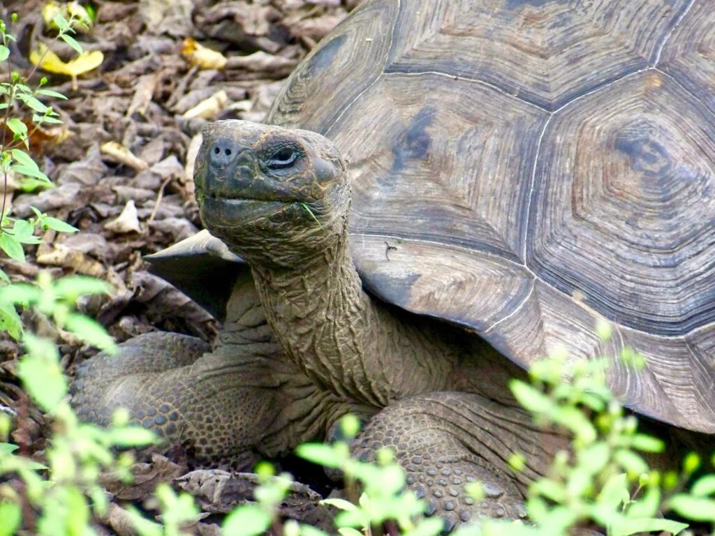 Tortuga Galápagos. Foto por Envato.