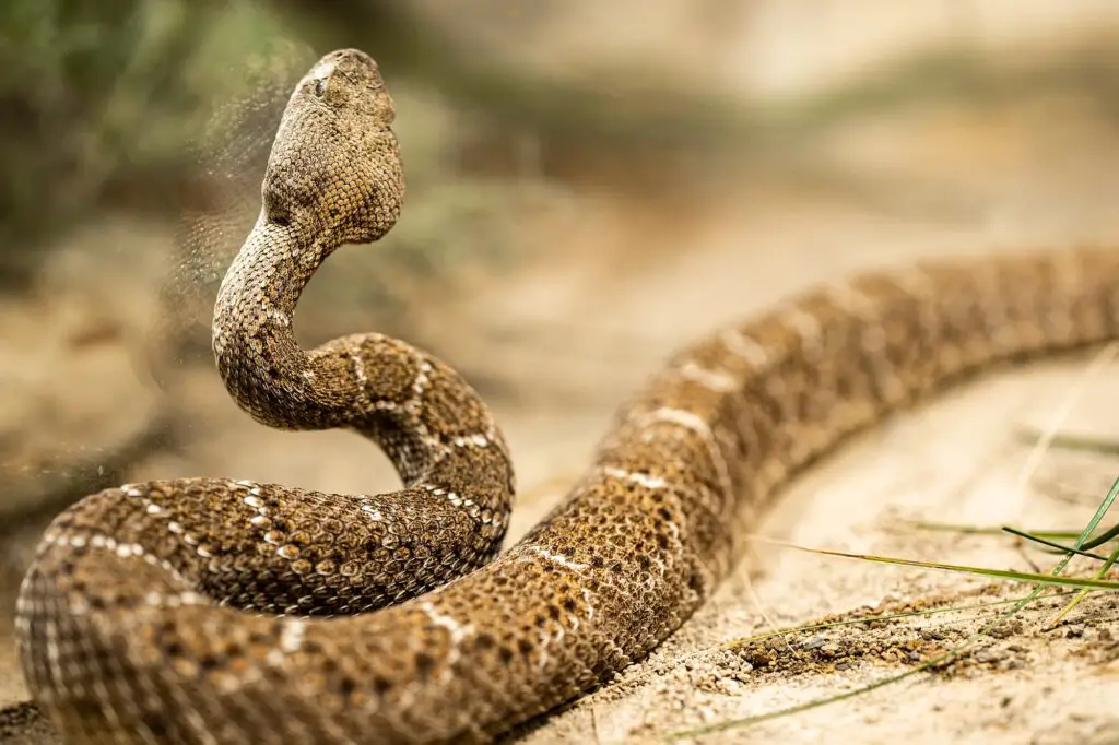 Serpiente Cascabel. Foto por Envato.