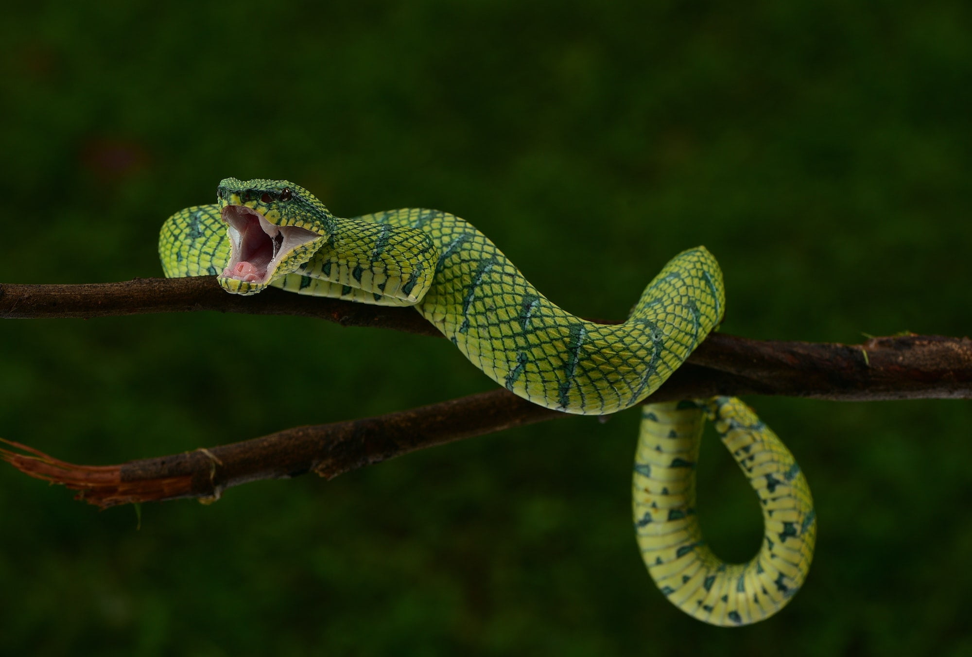 Serpiente. Foto por Envato.