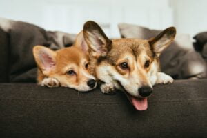 Nombres de Perros. Foto por Envato.