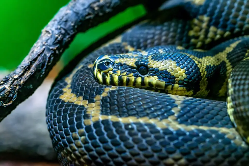 Serpientes más grandes del mundo. Foto por Envato.