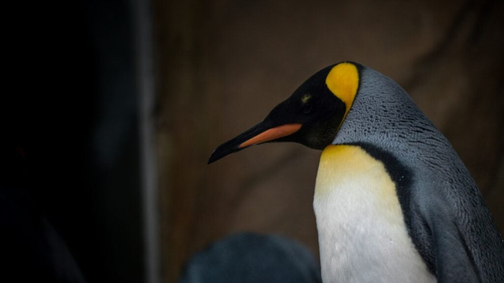 Pingüino Rey. Foto por Envato.