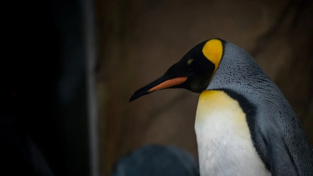 Pingüino Rey. Foto por Envato.