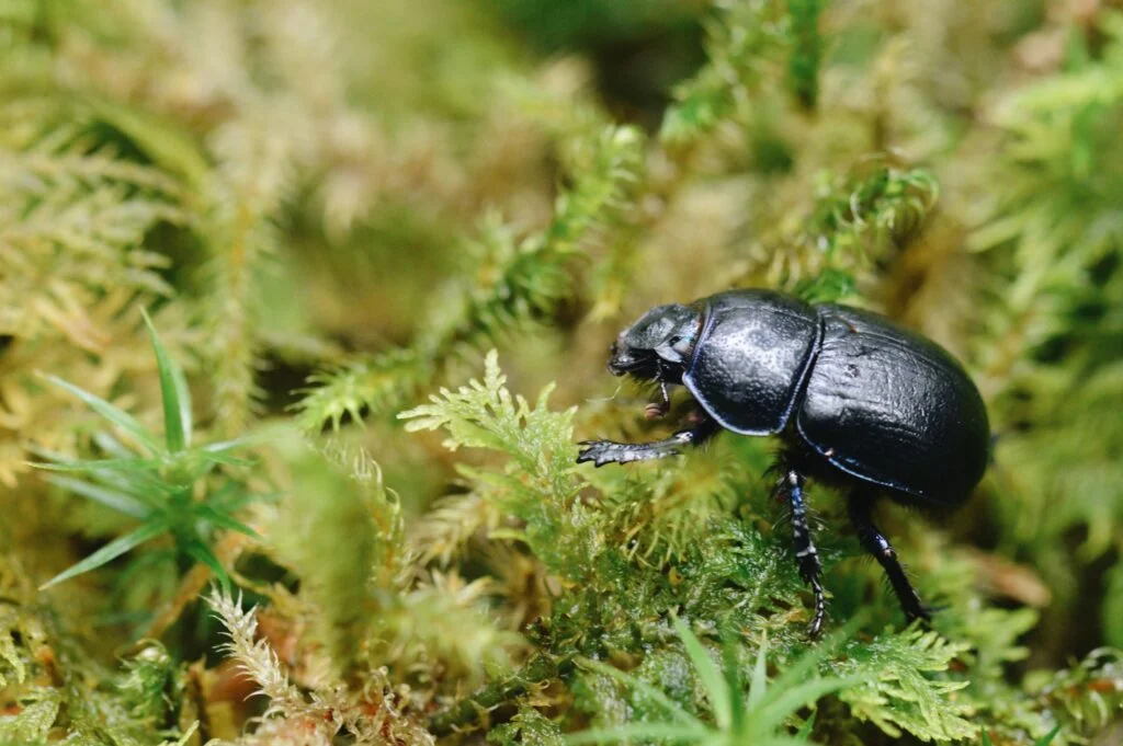 Closeup macro of a black beetle bug insect in the moss in forest woods