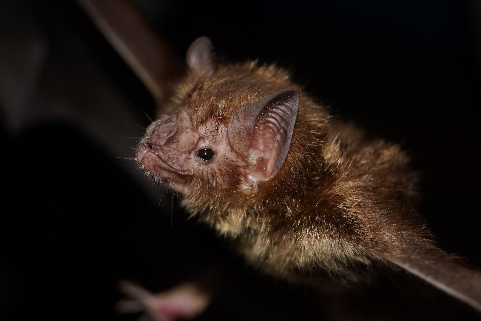 Closeup of a spooky common vampire bat