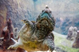 Tortuga Caimán. Foto por Envato.