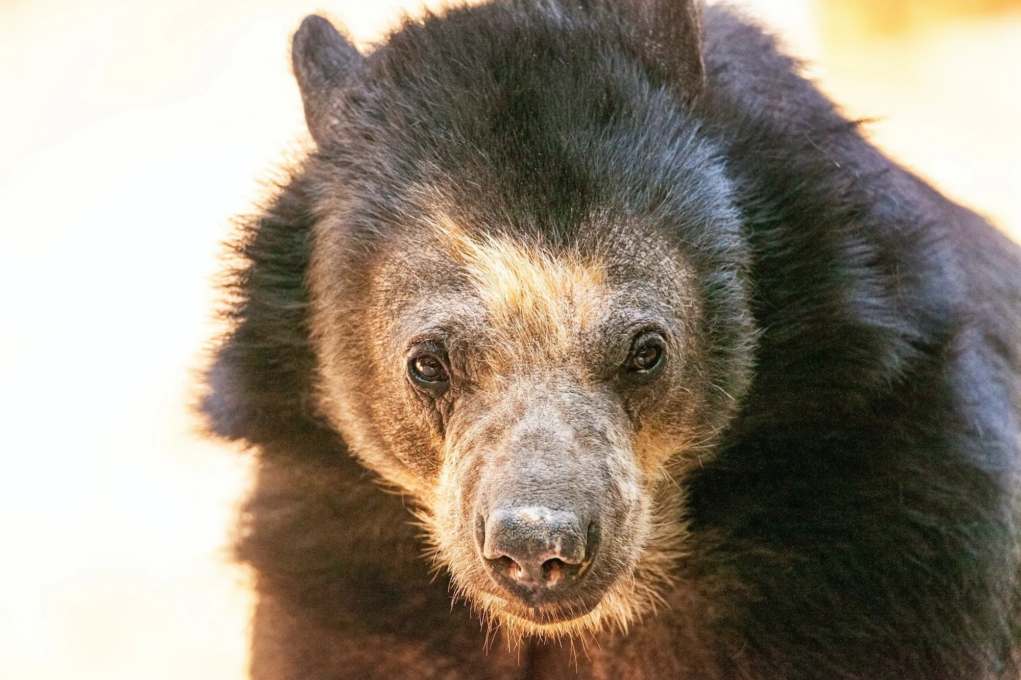 Closeup of Andean Bear