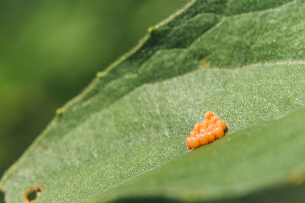 Closeup of yellow spider eggs on a green leaf