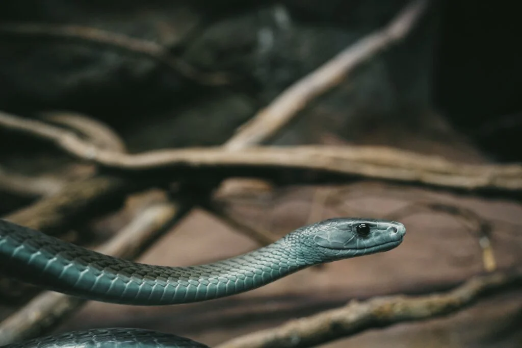 Closeup shot of a black mamba snake found slithering in the nature