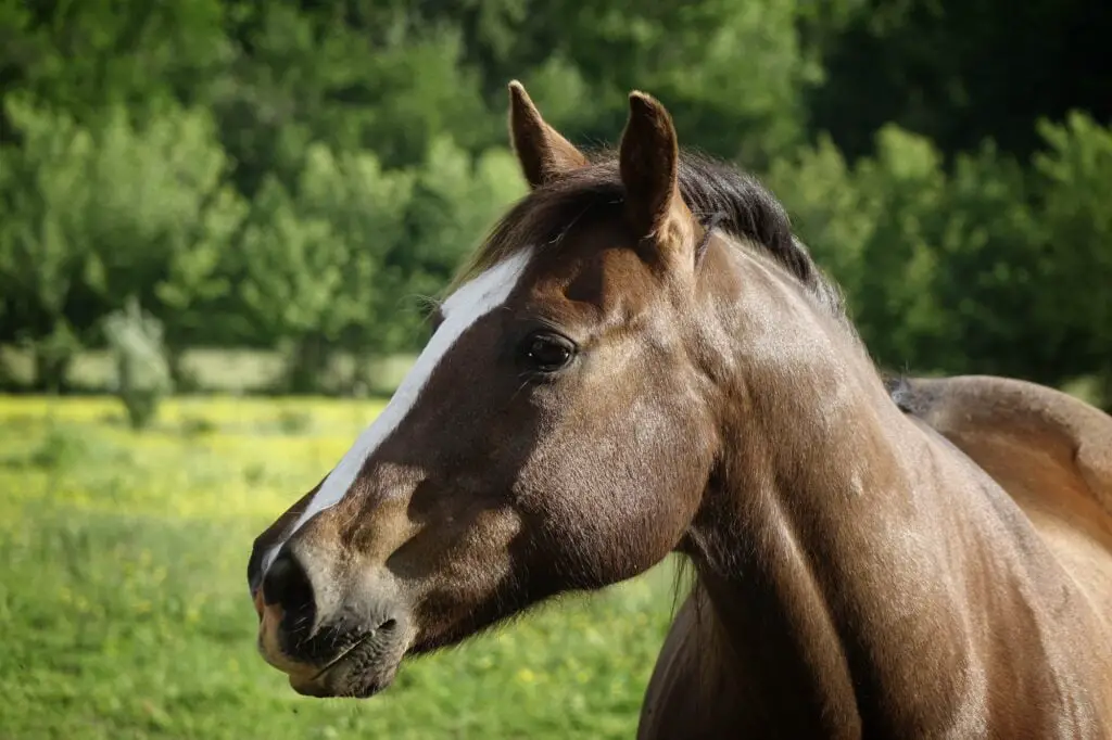 Closeup shot of a brown American Quarter horse in a midwest pasture