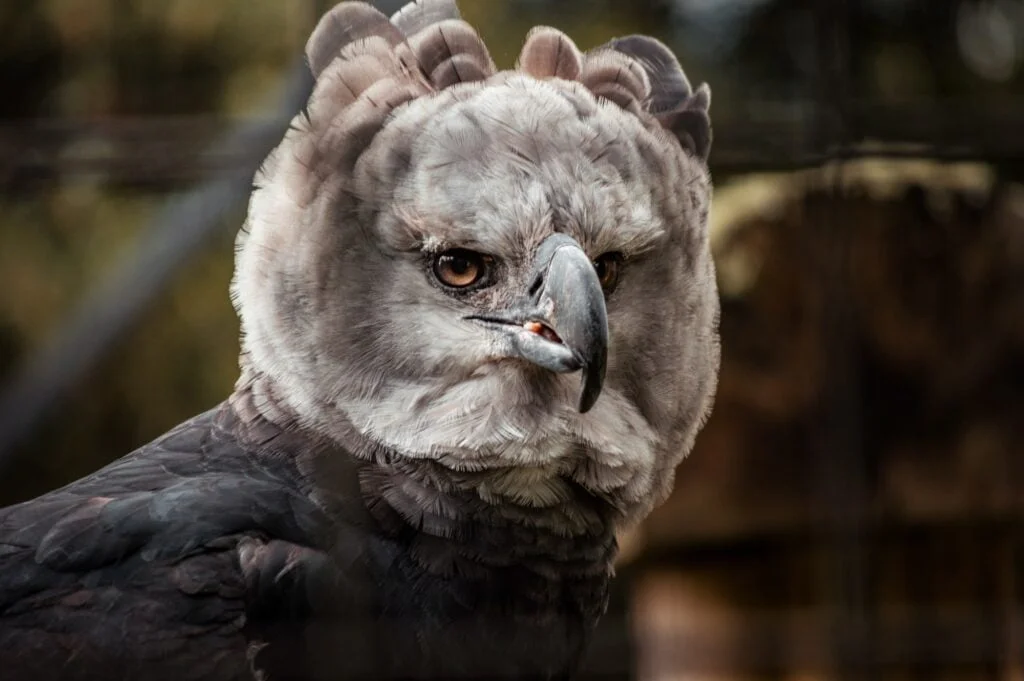 Closeup shot of a harpy eagle on blurred background
