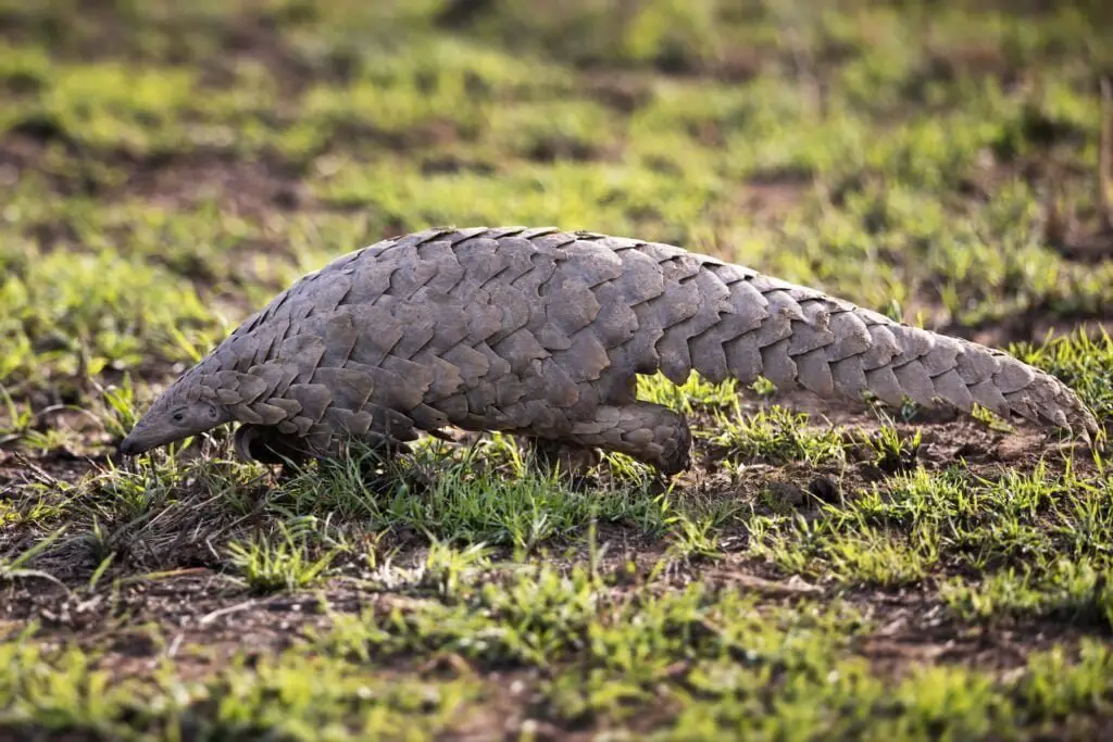 Closeup shot of a Pangolin on a field in Tanzania