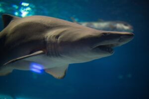 Tiburón Toro. Foto por Envato.