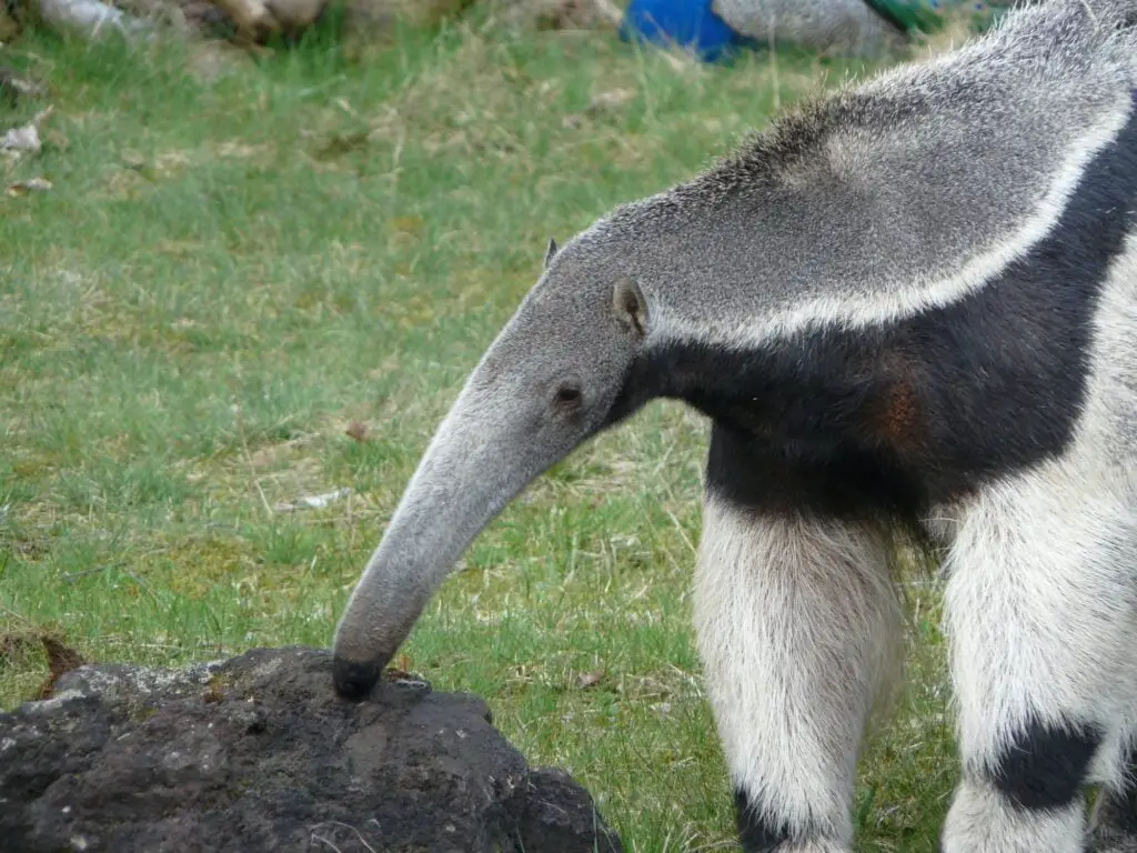 Closeup shot of giant anteater