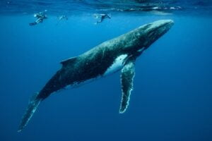 Closeup shot of humpback whales swimming in the Pacific Ocean
