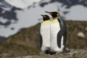 Marcha de pingüinos. Foto por Envato.