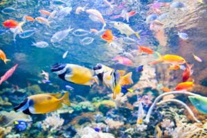 Cuidado de los Peces. Foto por Envato.
