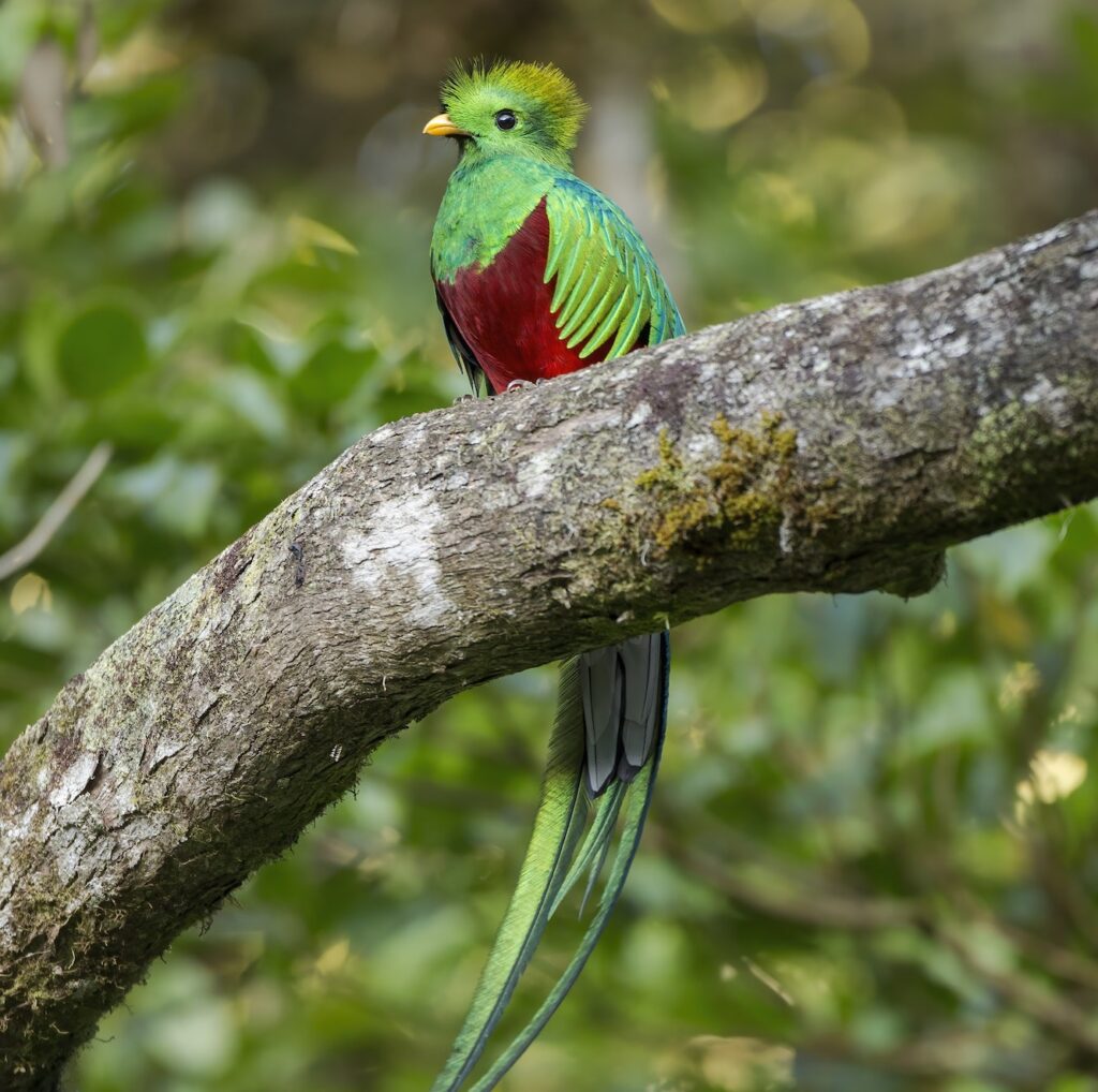 Colorful resplendent quetzal sitting on a scrub in cloud forest at sunset