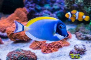 Peces más bonitos de agua salada. Foto por Envato.