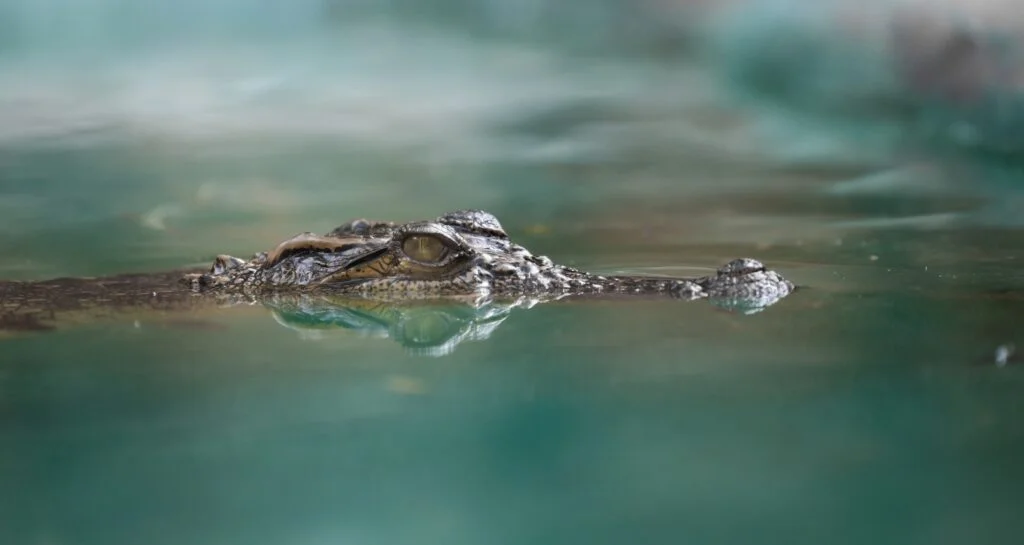 crocodile face and reflection in water