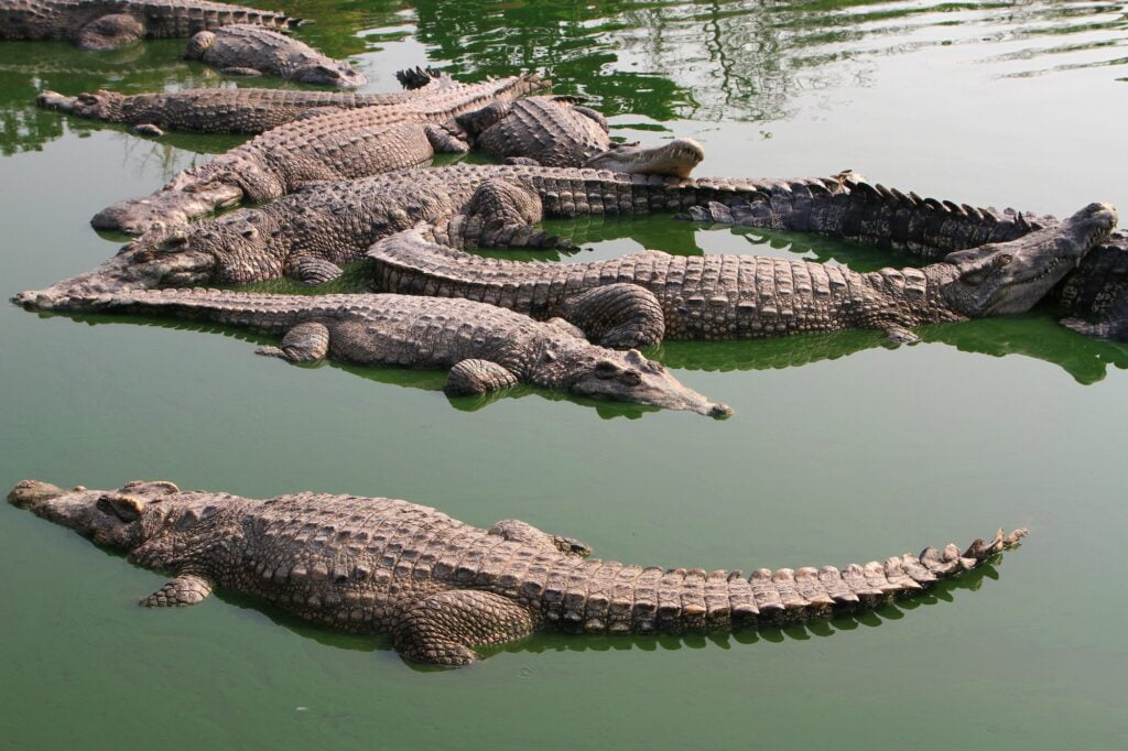 Crocodile swimming in lake.