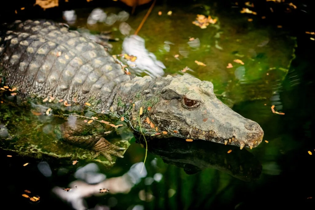 crocodile swims in swampy river or lake. Hunting crocodile