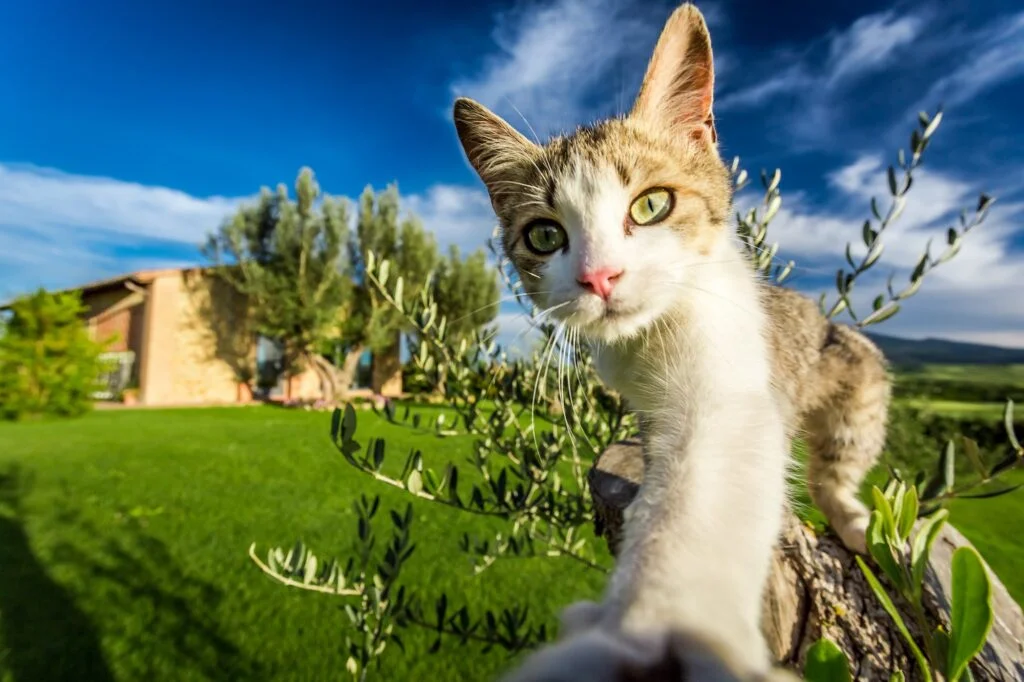 Gato. Foto por Envato