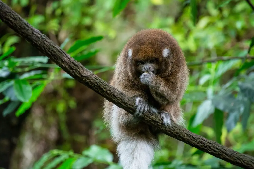 Cute Callicebus monkey sitting on a tree branch with a blurred background