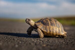 Tortuga Mora. Foto por Envato.