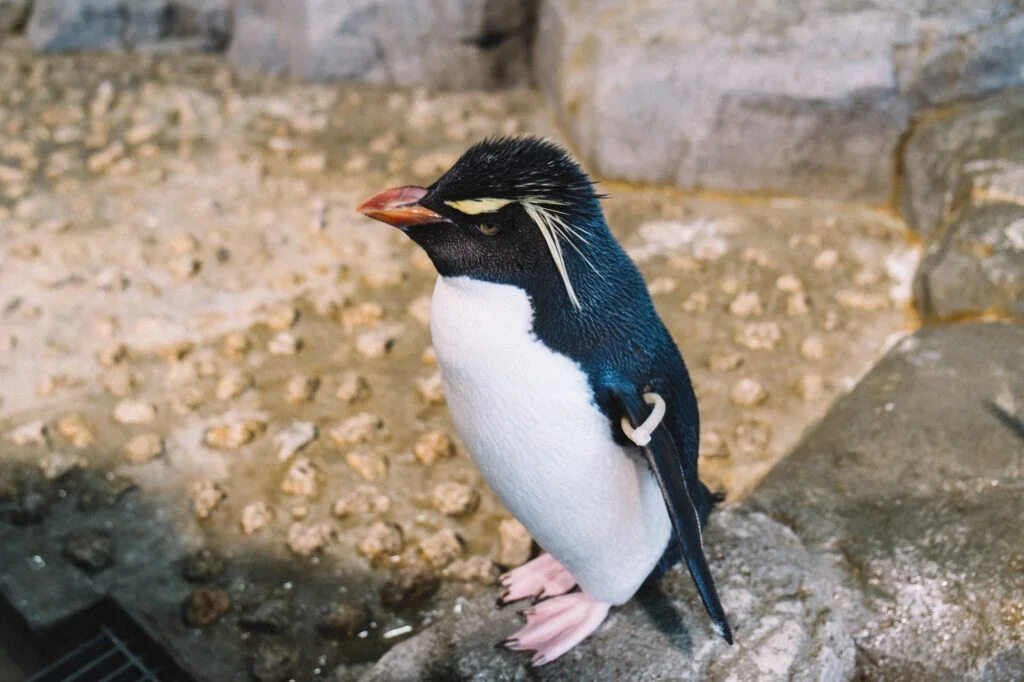 ESPECIES DE PINGÜINOS. Foto por Envato.