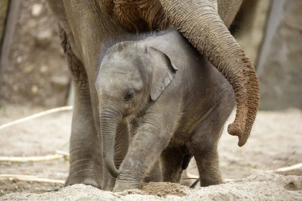 Cute young Asian elephant